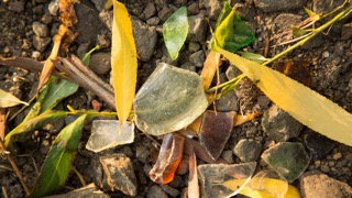 Leaves, Merri Creek